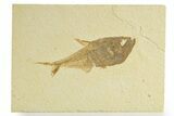 Detailed Fossil Fish (Diplomystus) - Wyoming #363808-1